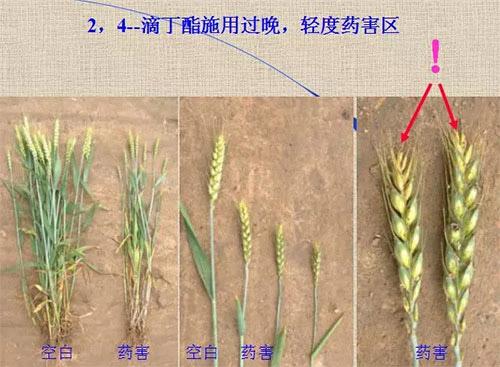 除草剂无时不刻发生变化，激素类除草剂未来还会在农业舞台上继续发挥更大作用