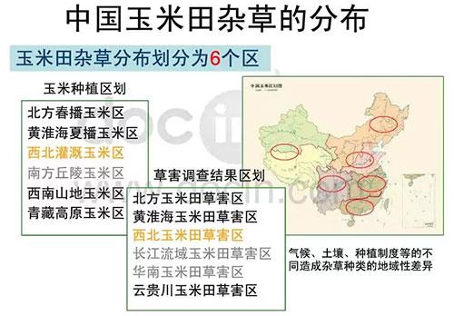 玉米田陷入断档期，除草剂到了大洗牌时代