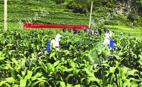 发生提前，5种药剂退出国家推荐名单，今年草地贪夜蛾防控形势依然严峻！