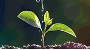 草地贪夜蛾防控新方法：植保无人机撒施颗粒剂农药